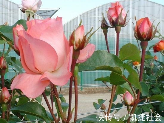 6种冷门月季，看一眼就中“毒”，没养的人都后悔了！