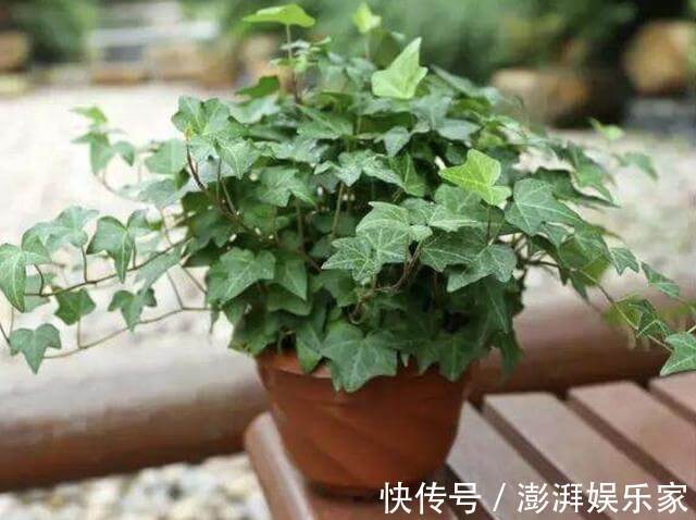 甲醛|养2种花，放客厅能“吸毒气”，夏天多养2盆，赶走室内“甲醛”
