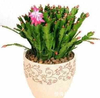 蟹爪兰花凋谢后不要扔,学会一招,很快就能爆盆