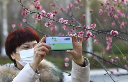 梅花|临沂：百花争艳春满园