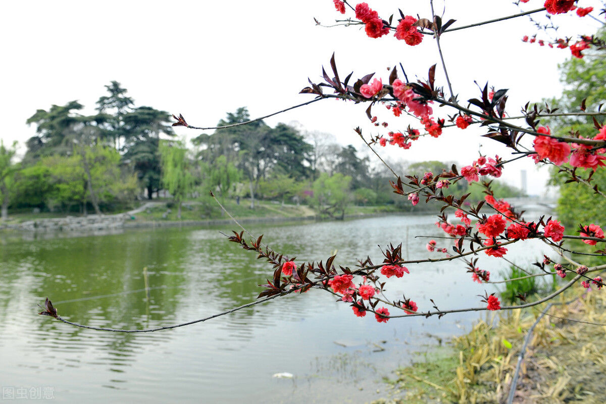 油菜花开，美成什么样了？黄河山东段给出了答案