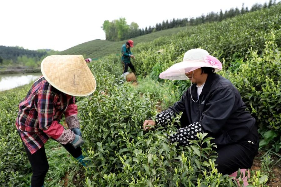 四月春色好，“趣”南陵采茶咯！