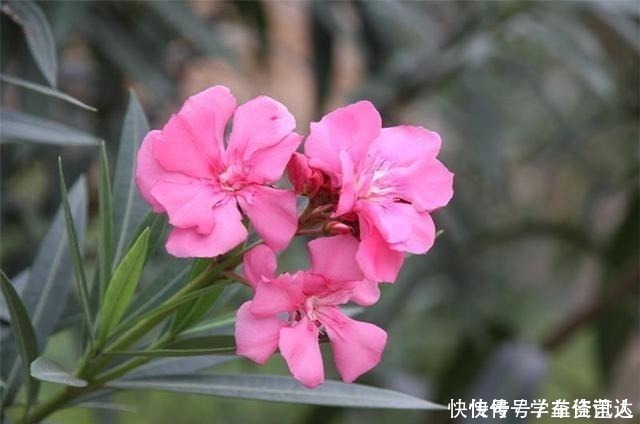 小花|几种“毒花”长得再美也不养,放在室内更不行,看看家里有没有!