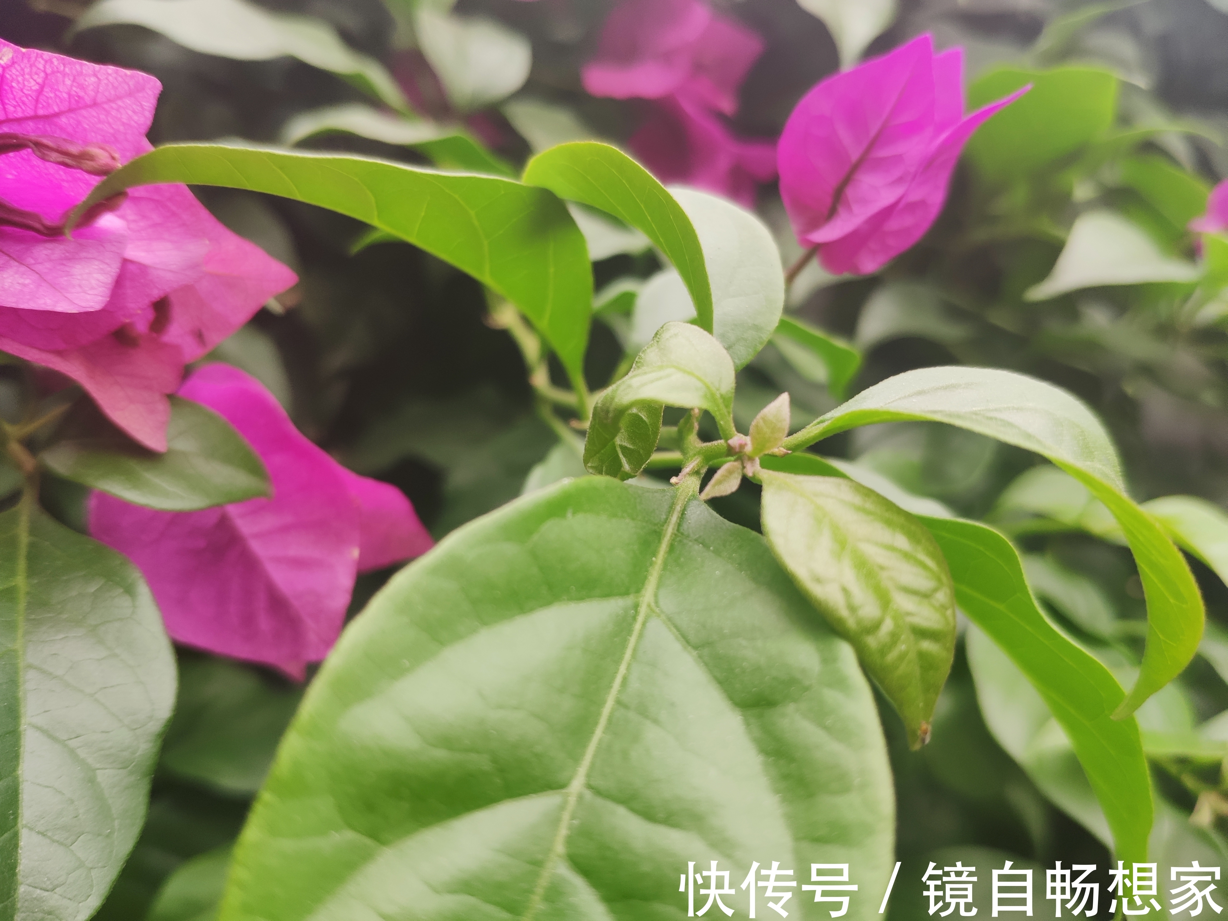 三角梅旺长绿油油就是不开花打开一个小开关,国庆陆续开花爆盆