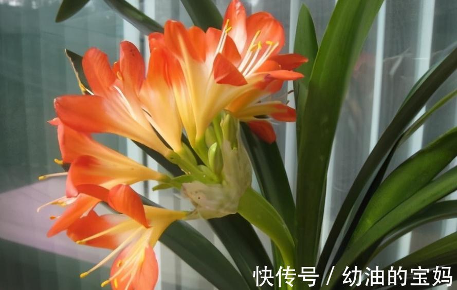 想要君子兰开花艳，花期长，教你学4招，很管用，快来试试吧