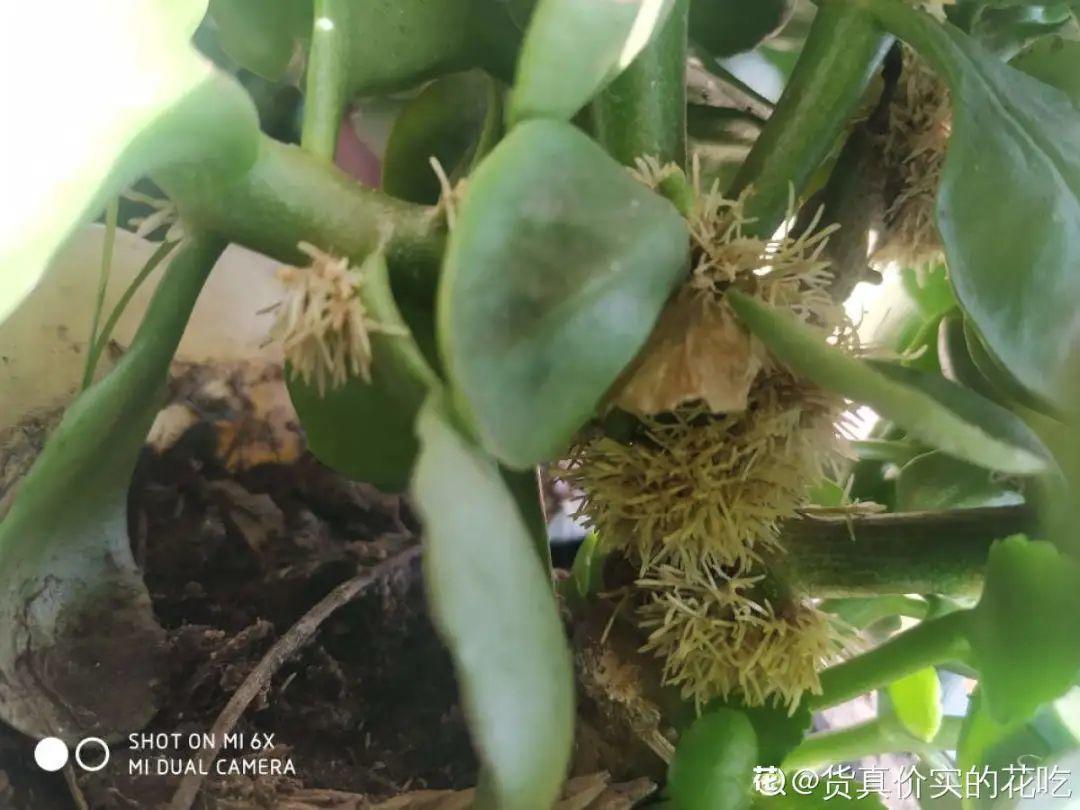 茉莉花扦插有机关，砍这一段枝条，插土里3天就活！