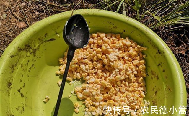 草鱼|秋季钓草鱼“爆护”秘诀,用微酸窝料打窝,用活食做钓饵