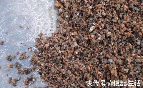 腐叶土|养君子兰用这个小妙招,开花多、新叶多、不夹箭,叶子绿的发光