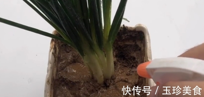 保鲜盒|小葱插进杯子里,真是厉害了,可惜今天才学会,看完我也去试一试