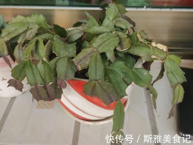 种花|9种花,天热会“假死”,千万别丢了,秋天就苏醒