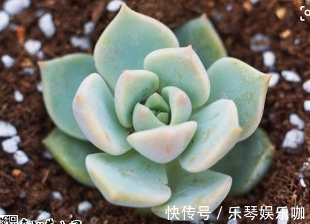 最常见的10种多肉，别再说你不认识，看看你认识几种？