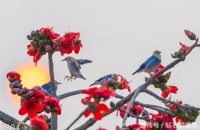 三月|花样荷城,美不胜收!