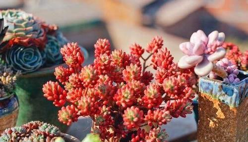  条件|别抱怨多肉难养了，养好多肉只需要一个条件