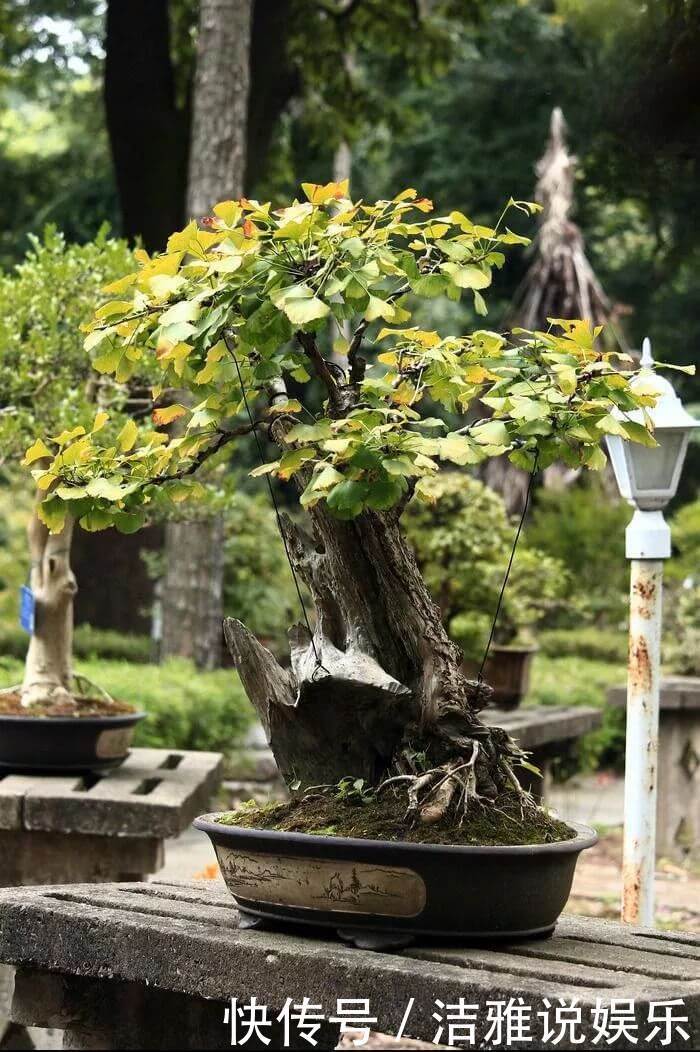 小苗|银杏还在买树上摘几粒种子丢盆里,洒点水,2周长成小苗!