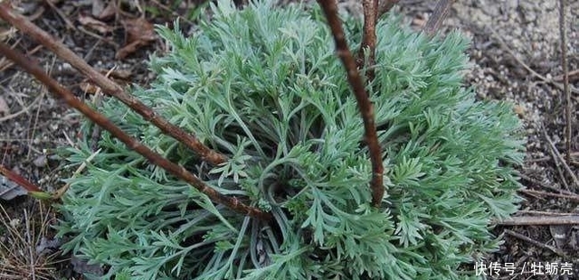 此草曾是华佗亲自命名，是清热解毒保肝利胆的圣品！