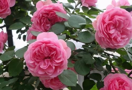 腐熟肥|庭院里的月季花长出新叶子后,这么打理才能够一茬接一茬开花