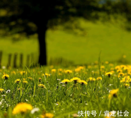 血糖|“它”是天然“胰岛素”，血糖高的人每天泡水喝，血糖不升反降！