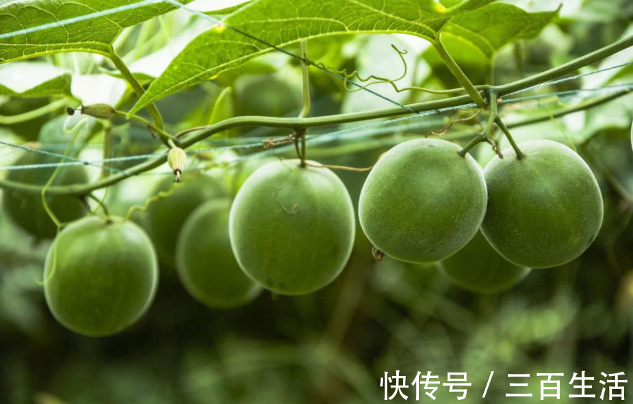 降血糖|此果比砂糖还甜百倍,常吃却能降血糖!用来泡水喝,止咳又利咽