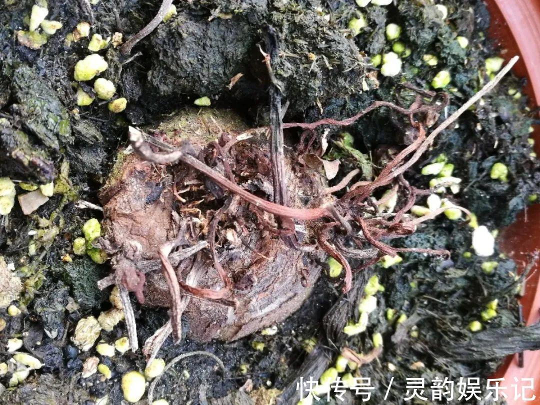 干枯|6种花一天不浇水,叶子就耷拉,缺水3天就死翘!