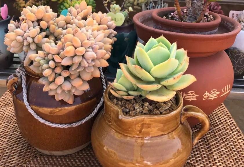 “踩坑”这8点,养多肉会越来越差,有心人:不敢忘!