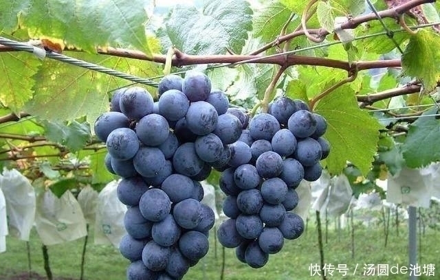 血管|血管干净人长寿,8种食物坚持吃,软化血管还能防血栓