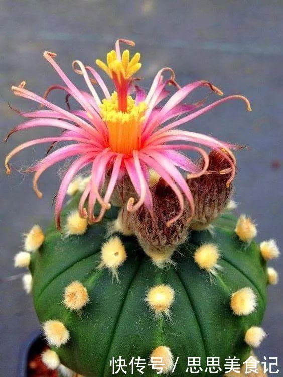 第一次见这么美的仙人掌花！大开眼界！