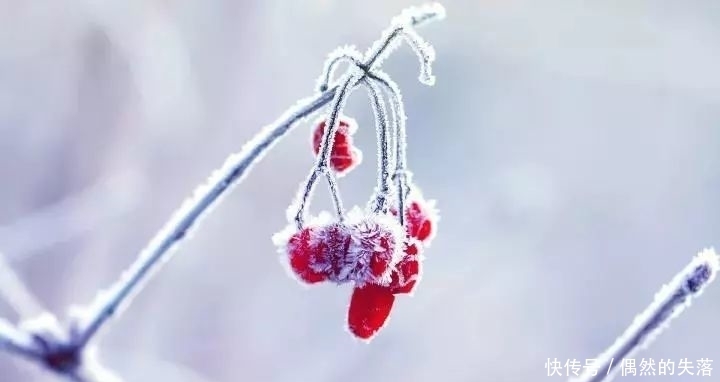 百花|春有百花秋有月,冬日最美是什么