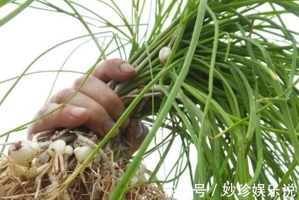 野菜|农村“似蒜非蒜”的野菜,实质上为名贵药材,不要傻傻的拿来吃了