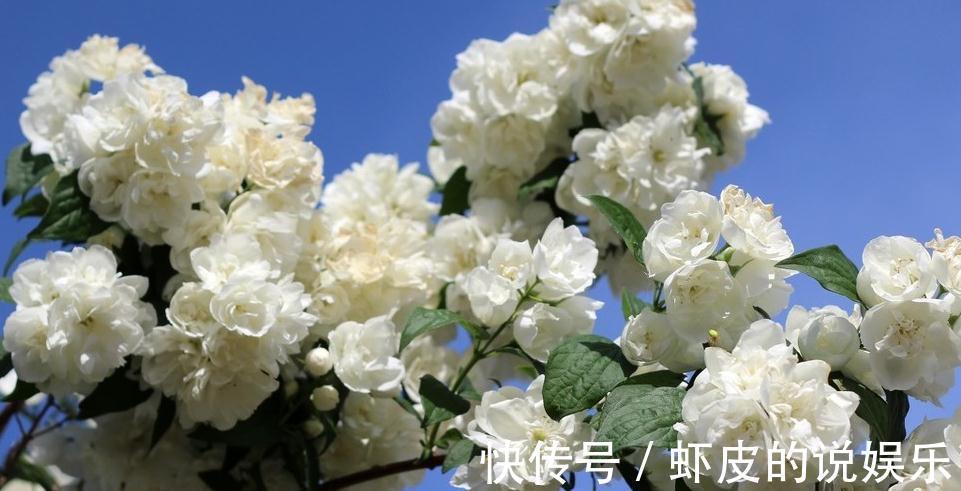 冬天花卉不能随便养殖,小编来告诉你们不知道的秘密