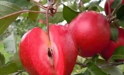 女性爱美要多吃几种食物，美容养颜，改善体质，好处多多