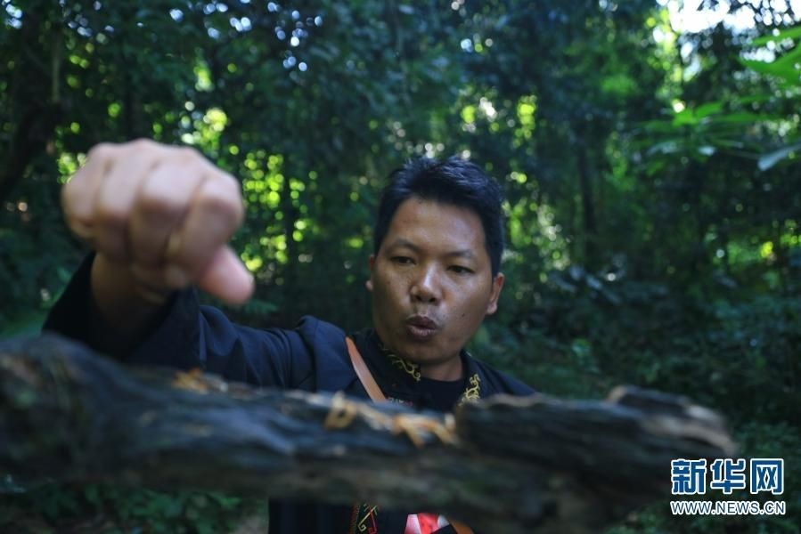 石梯村|【百城千县万村调研行】百鸟栖石梯 衔来金银山