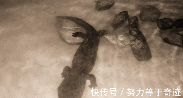 人鱼膏!《史记》说秦始皇陵里有人鱼膏点燃的长明灯,人鱼膏是什么