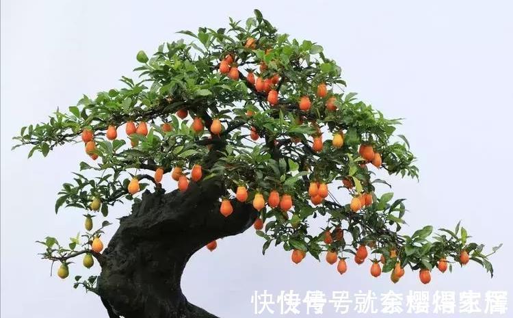 盆栽|有些树比玉树马齿苋更有价值,养成老桩能卖上万元