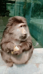 |搞笑GIF:生活过的还挺细腻啊!还知道把皮给扒掉!