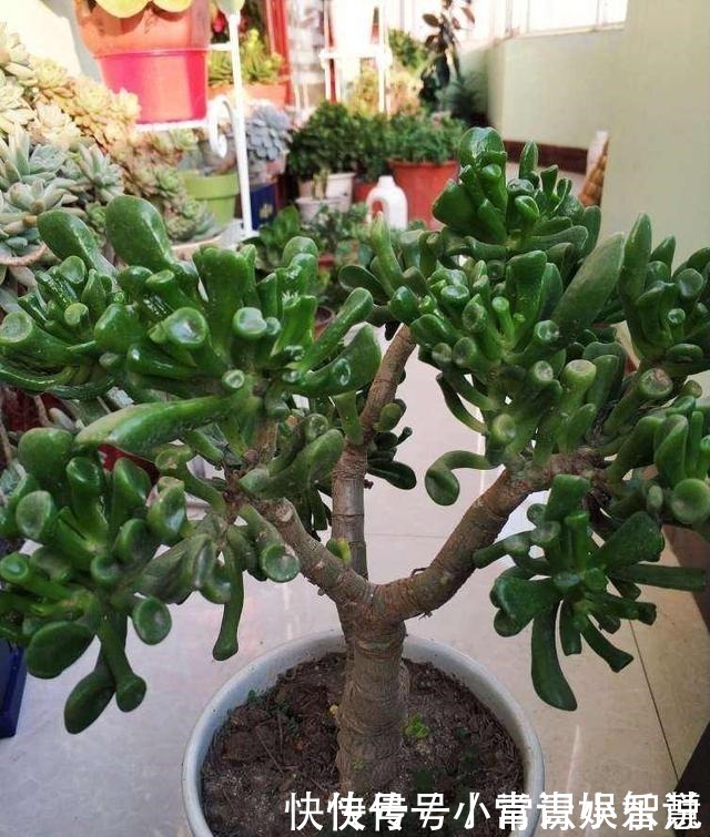 养护|家里养盆“吸财树”,好运财运都吸来,养得越久福气越深!