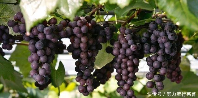 葡萄|肝脏不好的人，平时可以常吃这三种水果，或能帮助你养肝护肝