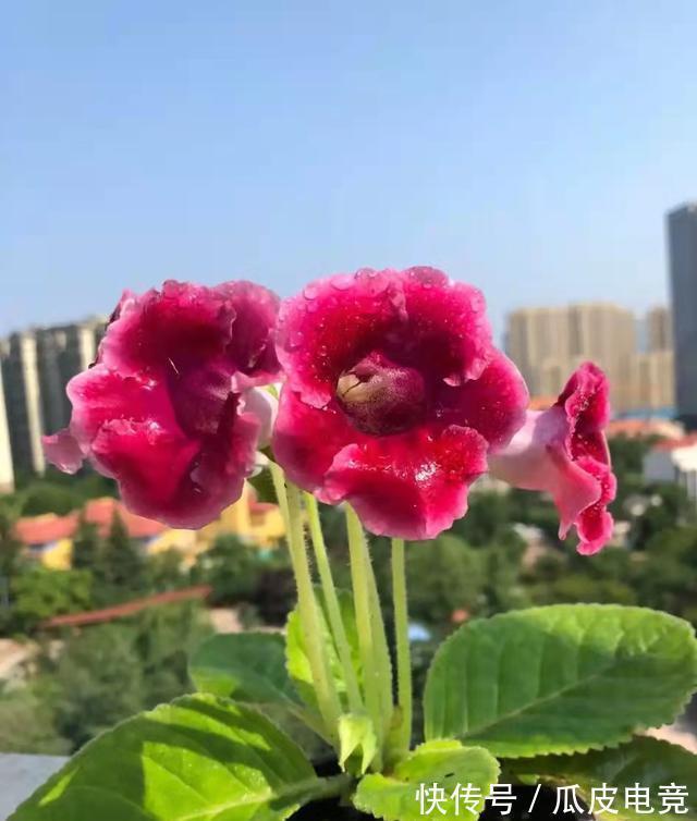 散光|这4种漂亮的花,有点散光就能开得灿烂,天冷也不怕