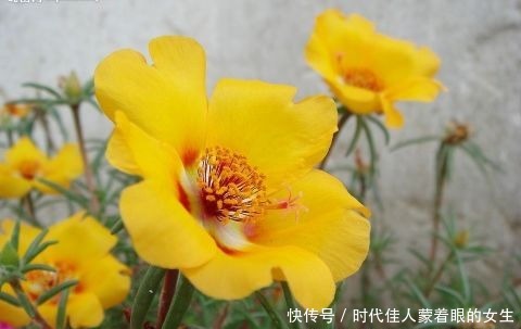 精品|喜欢菊花，不如养盆“精品玫瑰”绿玫瑰，开花晶莹剔透，碧洁如玉