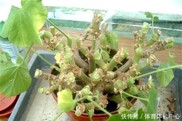 天竺葵“散漫无型”用上3个方法,不但株型优美,开花还格外多!