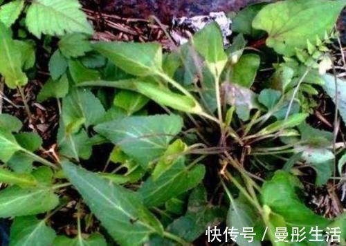 农村|农村以下常见的野草,能清热解毒,凉血消肿,清肝明目,你认识吗