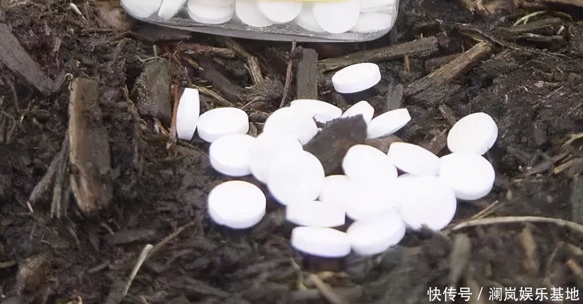 植物|2种“生根水”制好后,往土里浇一点,植物根须就能嗖嗖窜出盆