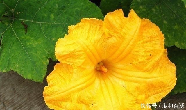 南瓜花|常见的南瓜,怎么就成了钓鱼的“宝”,老钓友:知道越多越放不下