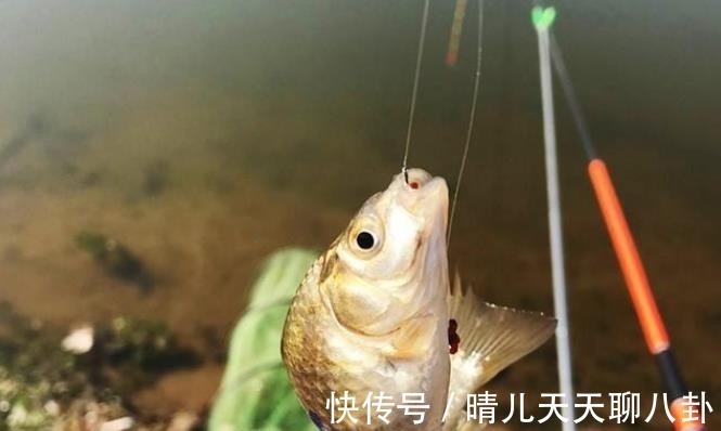 野钓“对付”小鱼我从不手软,每次换用这5招,效果不是一般的好