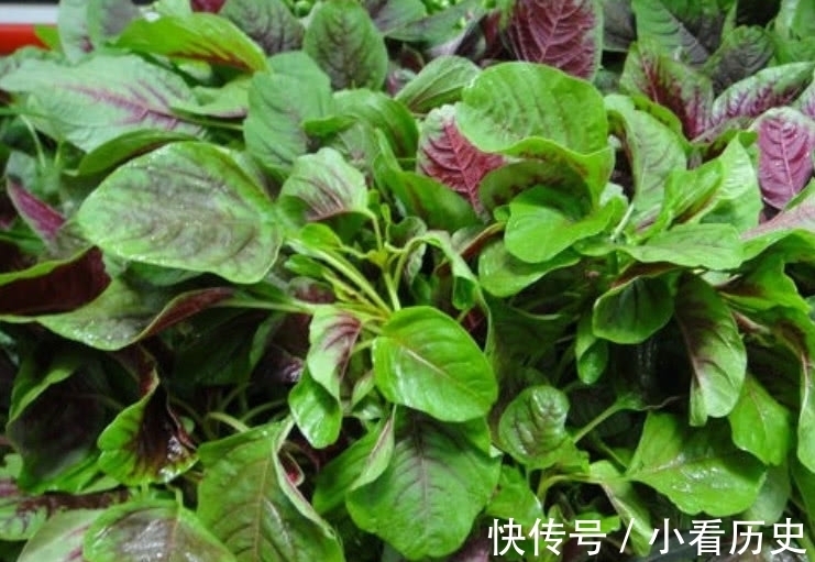 维生素b|这种野菜在家也能种植,吃它比羊肉还滋补,市场1斤还得12元