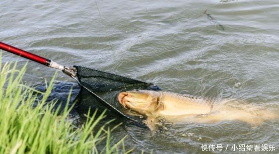 土豆|夏天钓鱼,只需一个土豆,5分钟钓上十斤大鱼,再傻都能爆护!