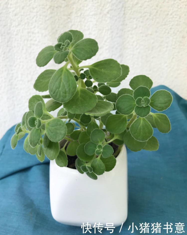 喜欢叶子有香味的花？5种芳香的绿植，比绿萝更好养更耐看