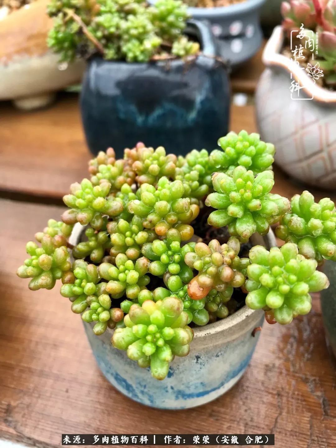 初秋时节,度夏后的多肉陆续回归!偷偷上了一层淡妆!