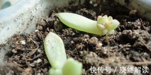 多肉|多肉发根后怎么办 多肉发根后可以浇水吗