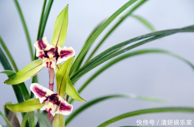 兰花凋谢后,早做3件事,新芽还比老苗多