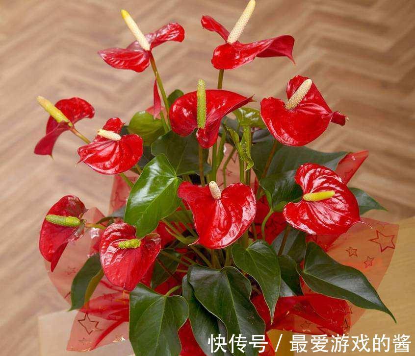 10大吉祥花,好养又高档,家里养一盆,有花有果招财又旺家